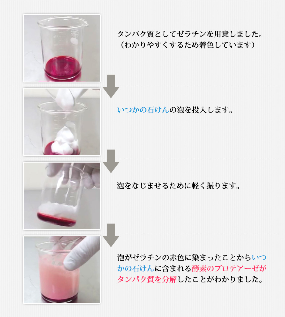 タンパク質分解実験